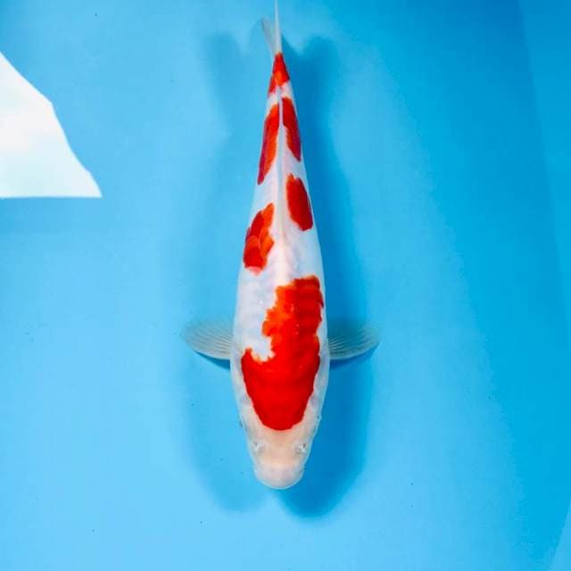 Kohaku Doitsu, 27 cm