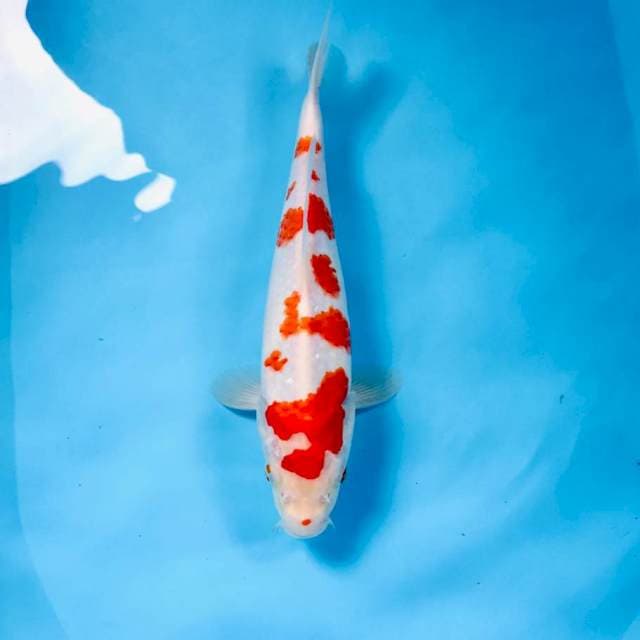 Kohaku, 28 cm