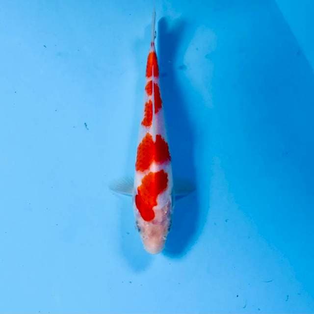 Kohaku, 17cm