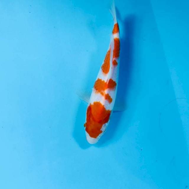 Kohaku, 20 cm