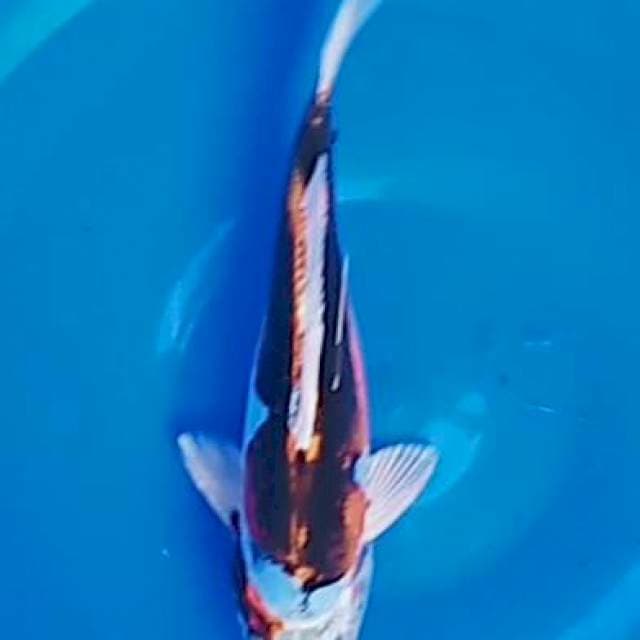 Kikoryu 21 cm