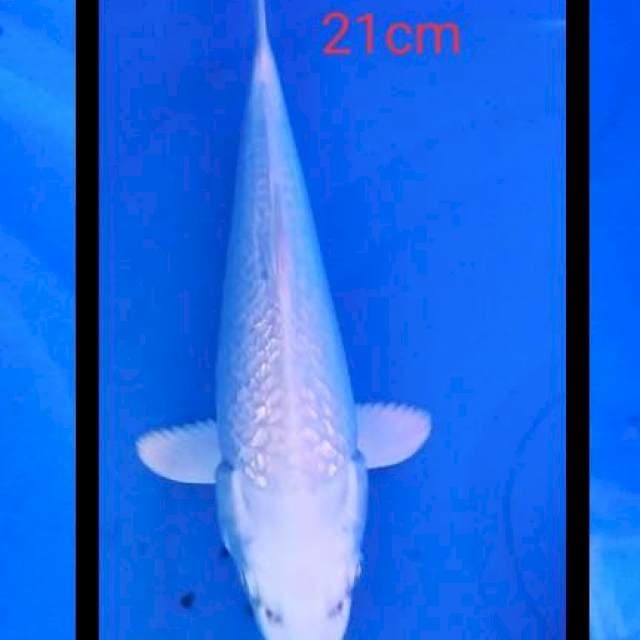 Platinum gindrin 21cm