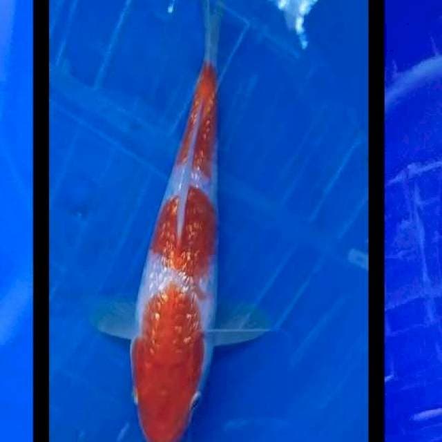 Kohaku gindrin ory 3 step 22cm