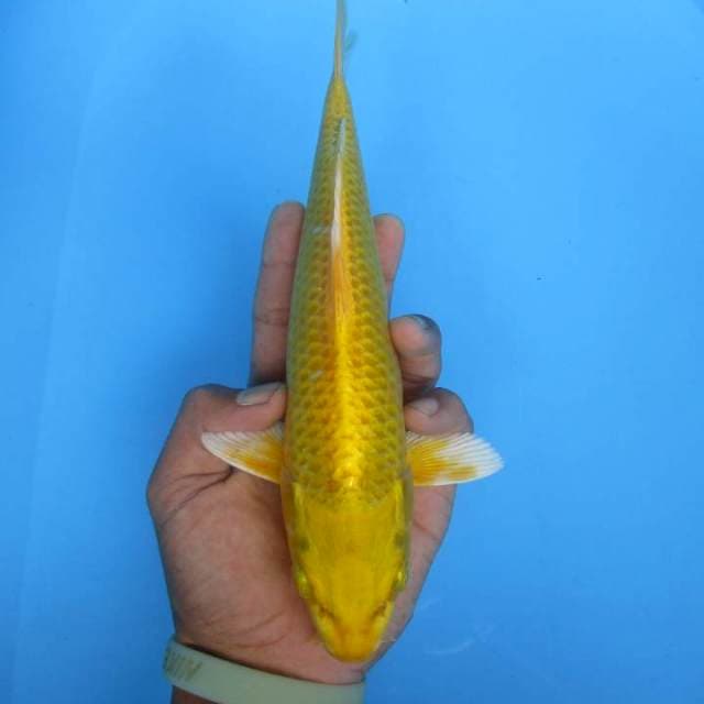 Yamabuki ogon