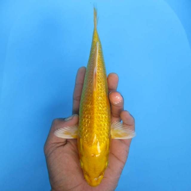 Yamabuki ogon