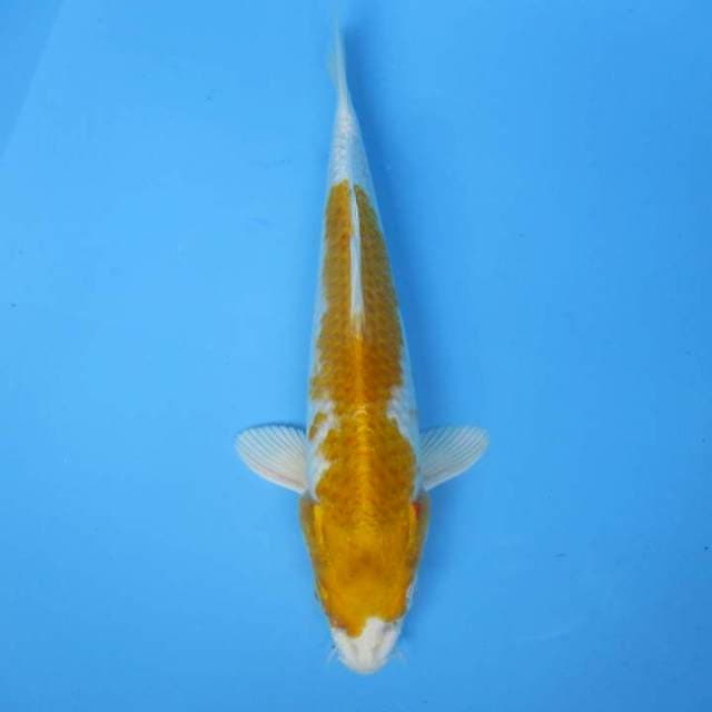 Hariwake
