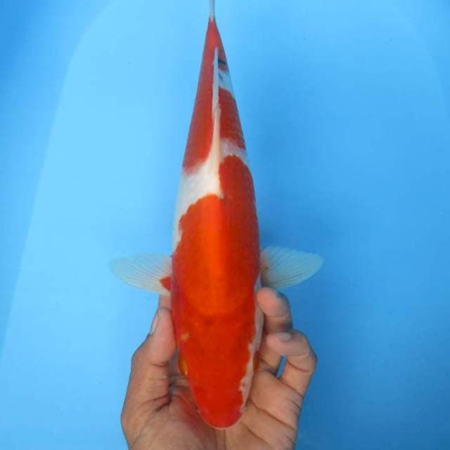 Thaiso sansoku