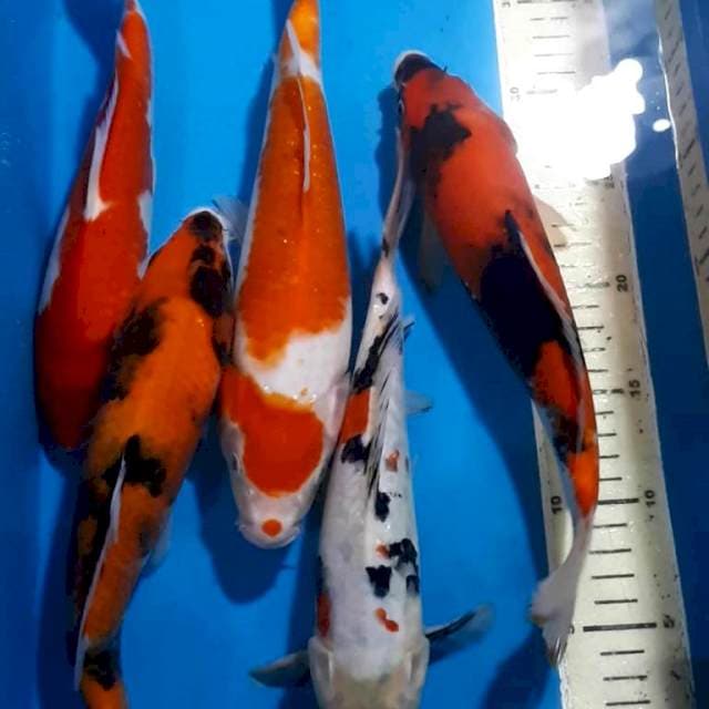 KOHAKU SANKE SHOWA 27-32 CM