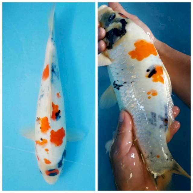 Kindai Tancho showa 35cm