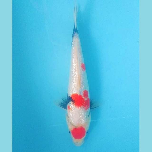 Maruten Showa Ginrin 24cm