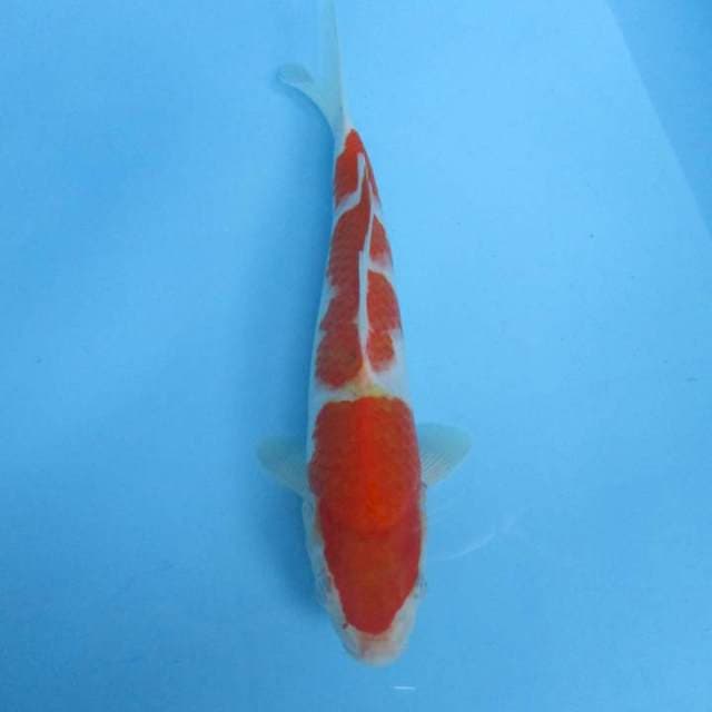 Kohaku