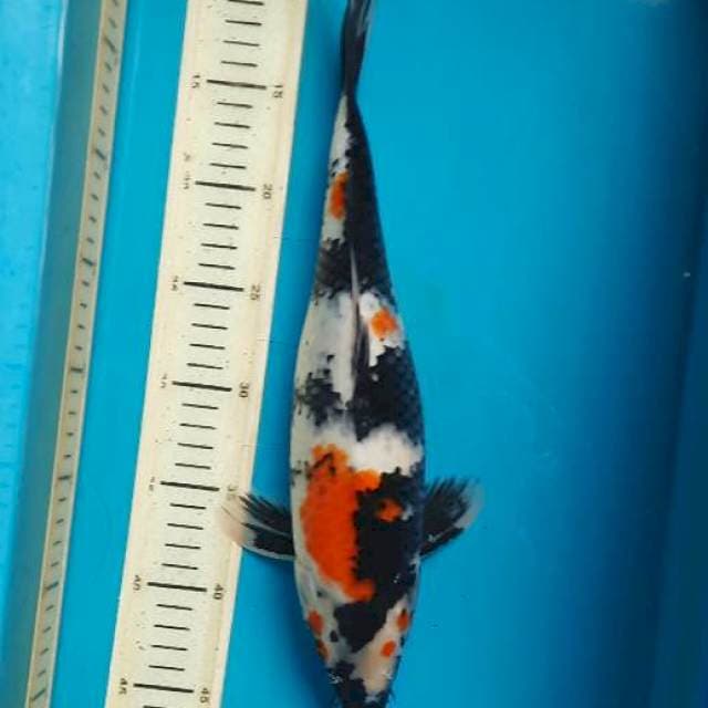 Bulky showa 36cm F