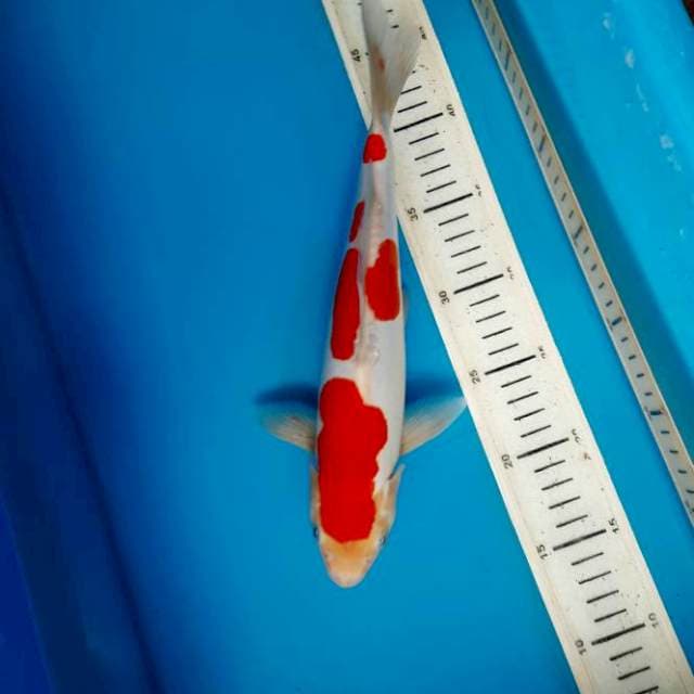 Kohaku doitsu 29cm M