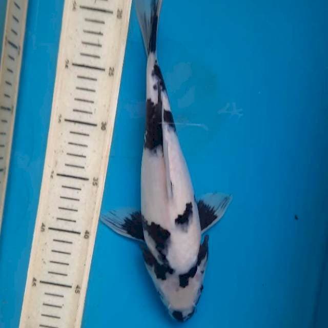 Short body shiro 29cm F