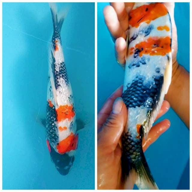 Showa Ginrin 28cm