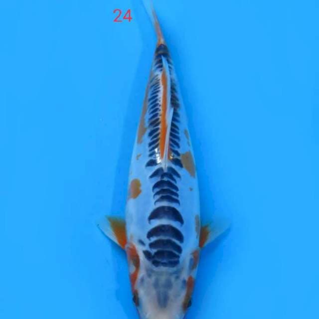 Sushui 24cm