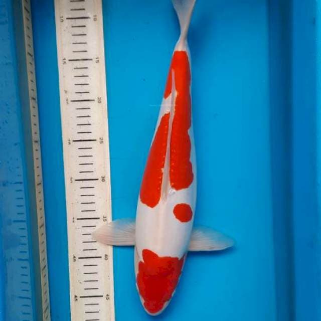 Kohaku doit 41cm