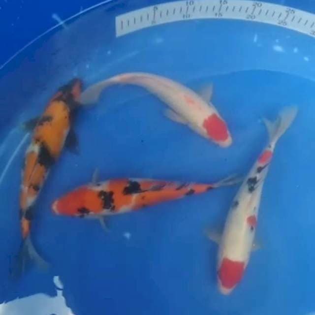 4ekr 27_30cm(tc sanke, tc kohaku, sanke, sowa)