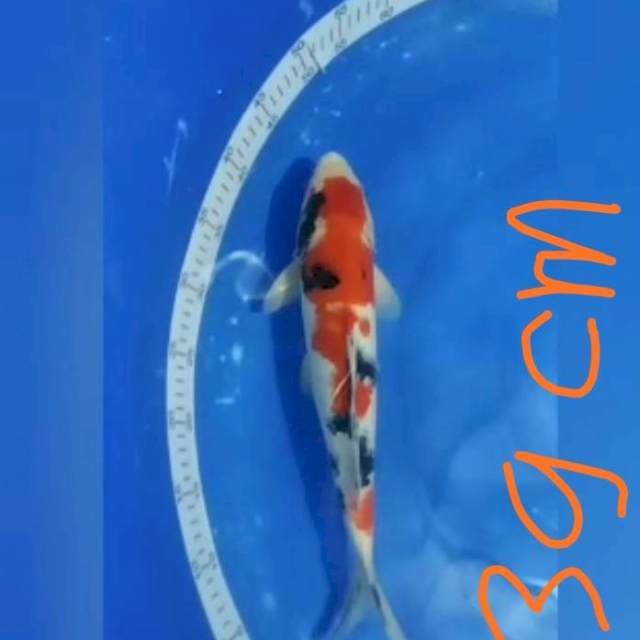 KOHAKU SANKE 39CM.jantan