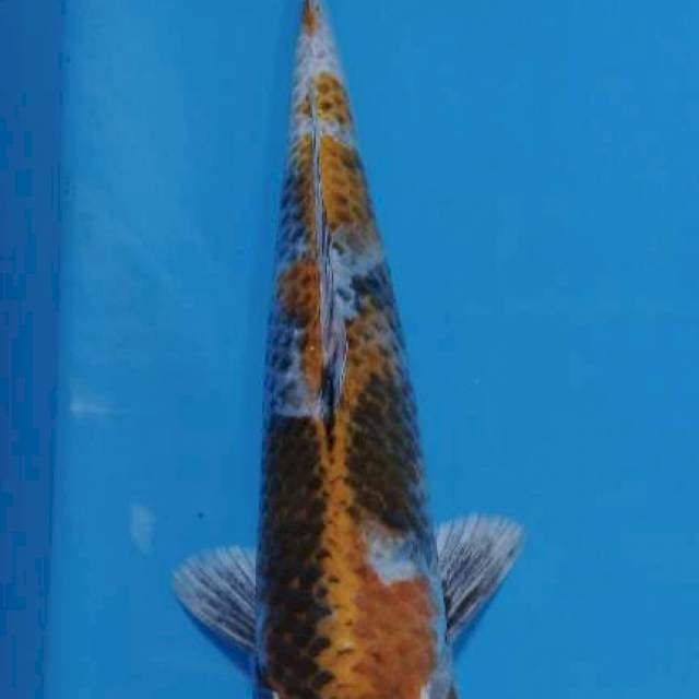 Maruten kin showa female 29cm