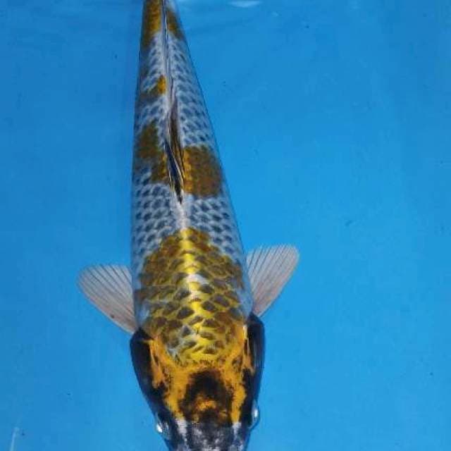 Male 31 cm