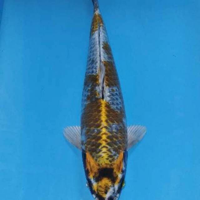 Female 32cm bulky