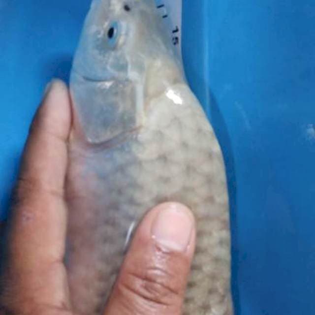 Soragoi 35 cm