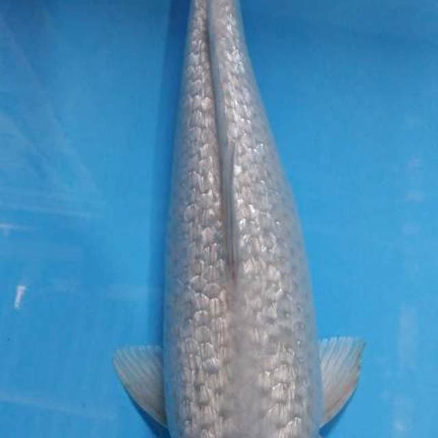 Soragoi ginrin 29cm