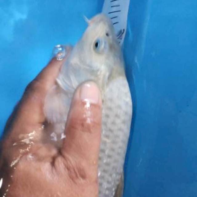 Soragoi ginrin 29cm