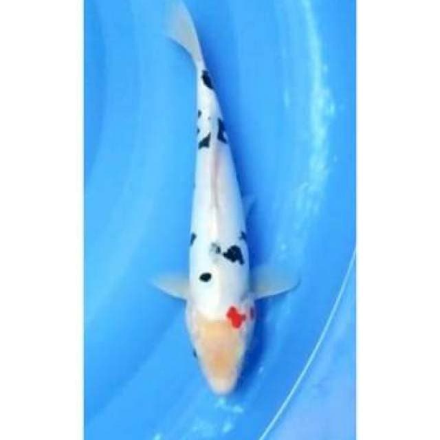 Doitsu Sanke Unique Patern 25cm (M)
