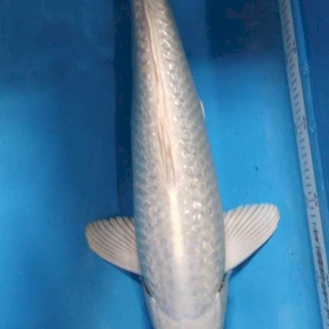 Male 39cm