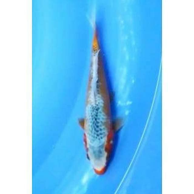 Kuchibeni Asagi 21cm (F)