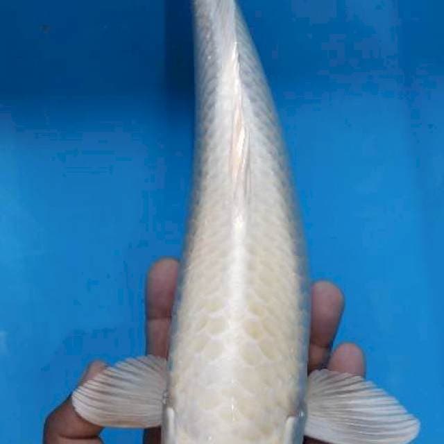 Female 39cm