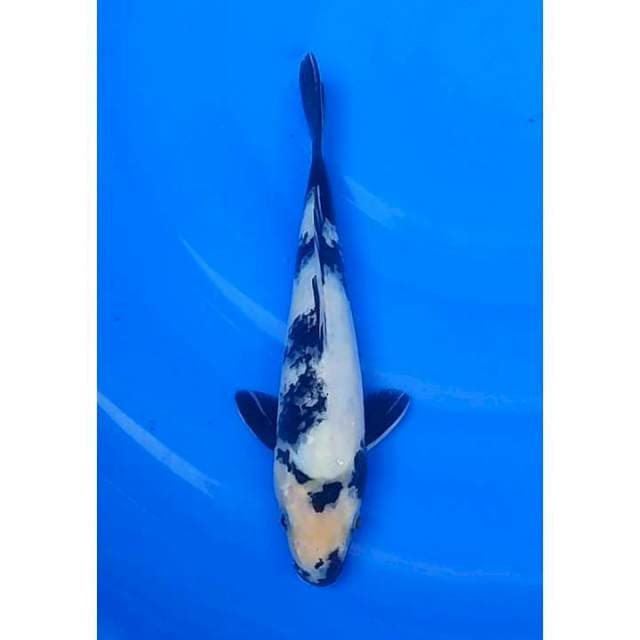 Shiro Utsuri Tategoi Calon Bagus 24cm (M)