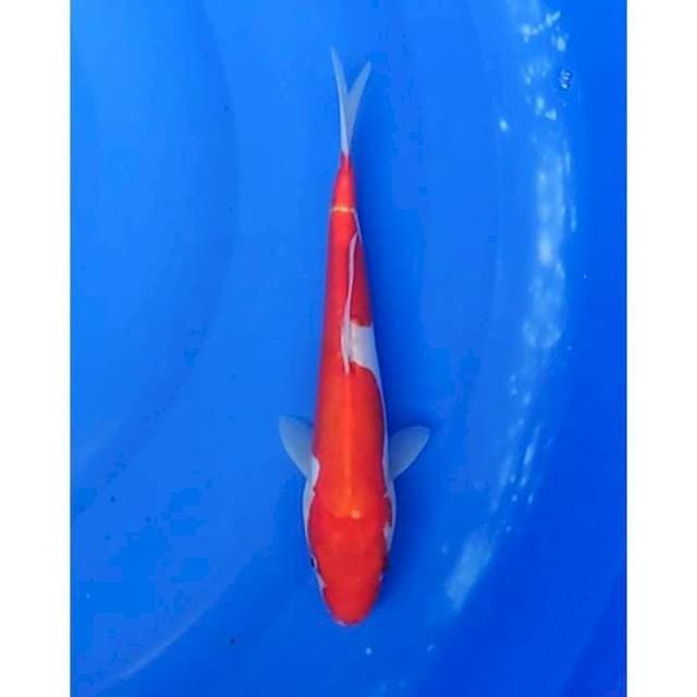 Doitsu Kohaku 25cm (F)