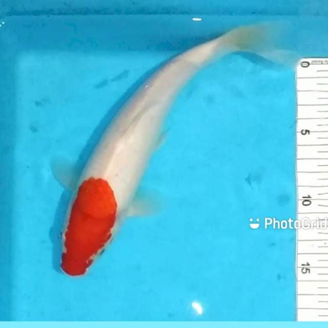 26cm