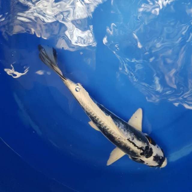 Kabuto 30 cm 01
