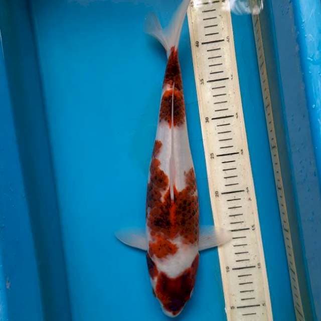 Goromo 39cm Female