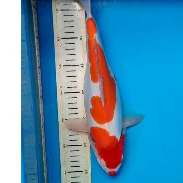 Kohaku doit 35cm