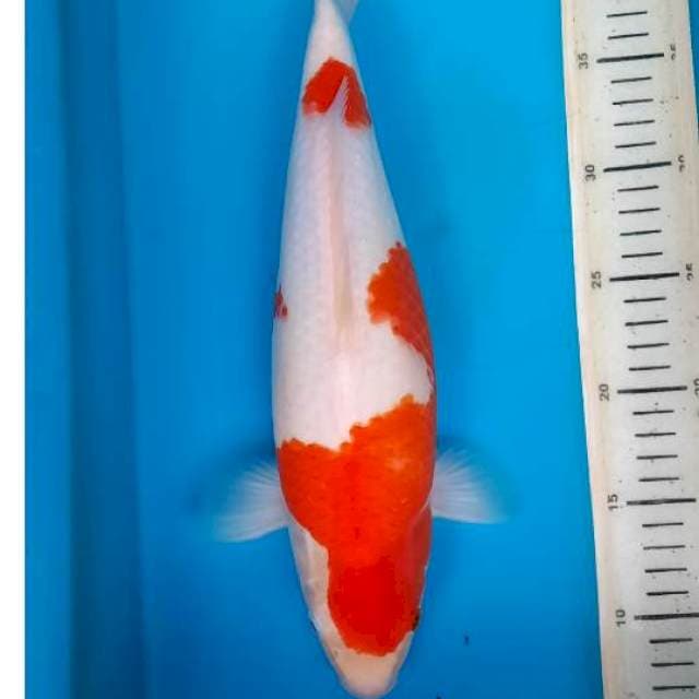 Kohaku 37cm