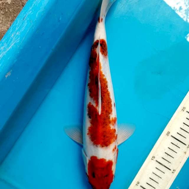 Goromo 34cm Female