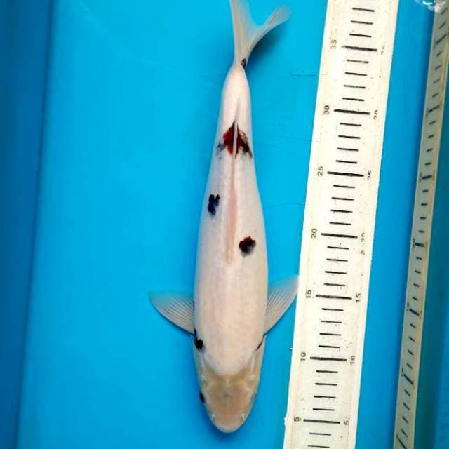 Simple Goromo 34cm Male