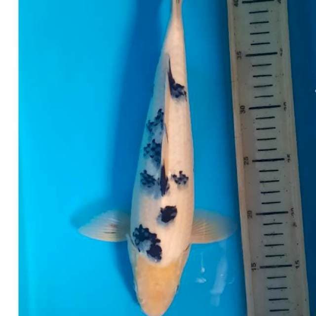 Bekko 34cm