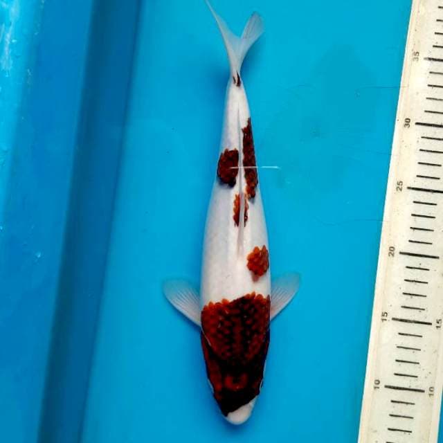 Beauty Goromo 30cm Female
