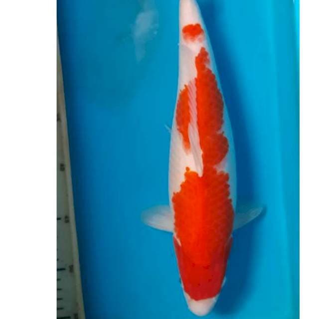 Kohaku 35cm