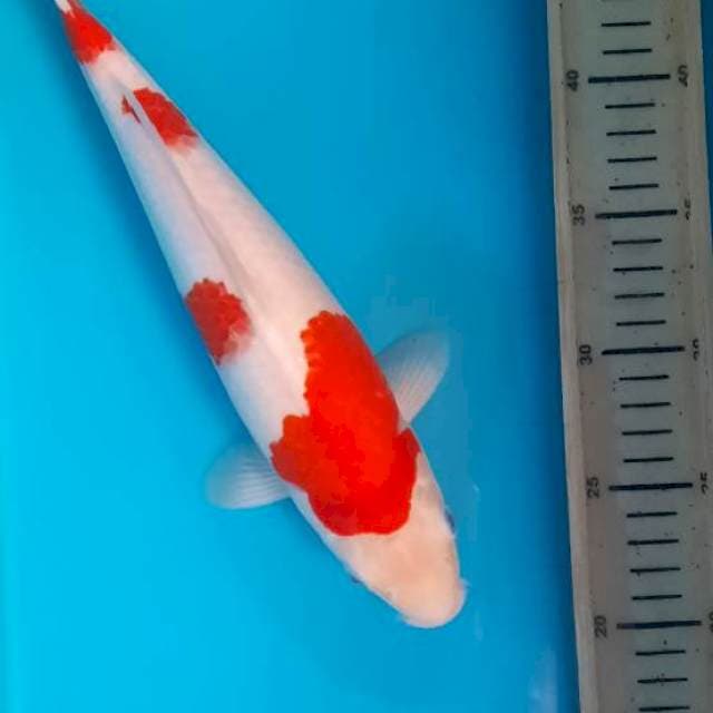 Kohaku 31cm