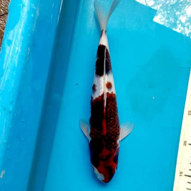 Goromo 29cm Male