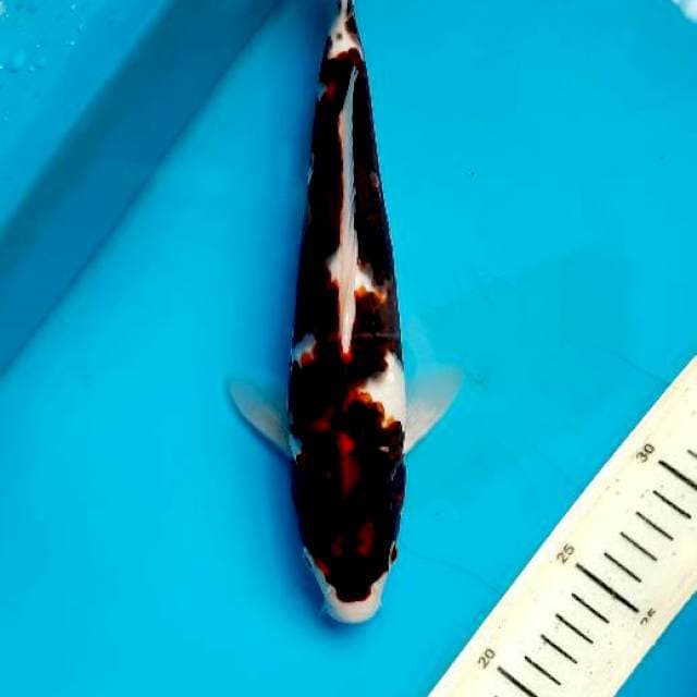 Katana Goromo 27cm Male