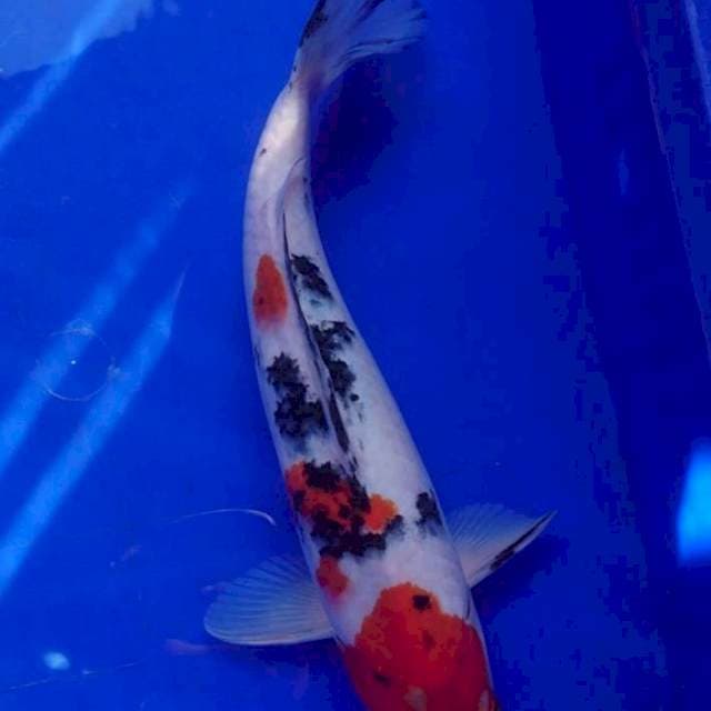 Sanke 32 cm