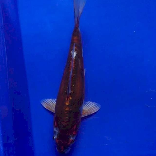 Kiko 25 cm